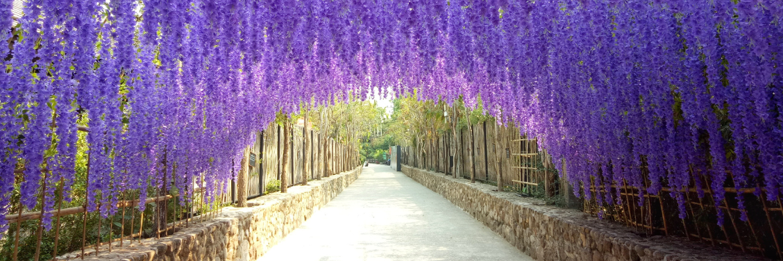 Wisteria Tunnel