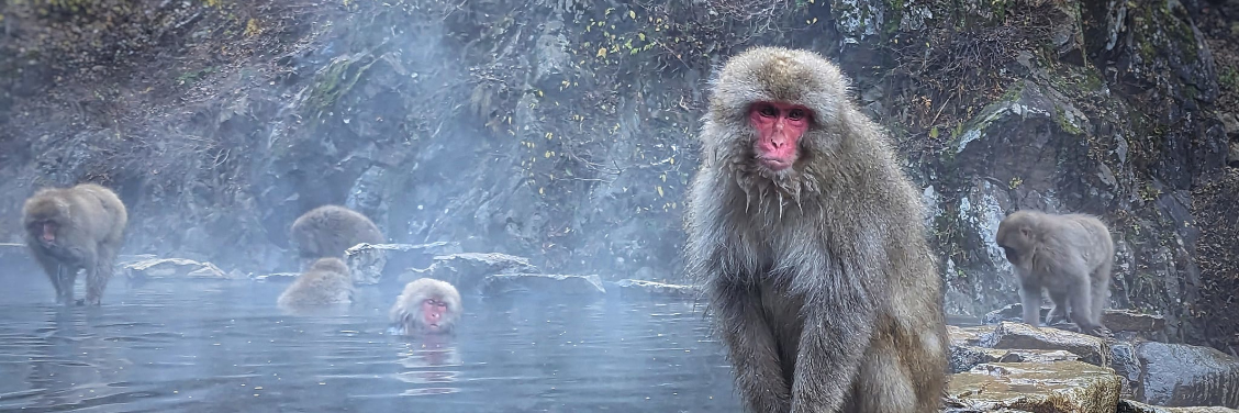 Jigokudani Monkey Park